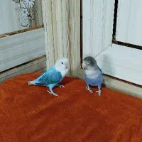 طوطی کتوله برزیلی رام یک جفت|پرنده|ایرانشهر, |دیوار