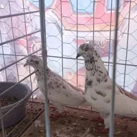 کفتر|پرنده|بندرعباس, |دیوار