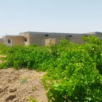 تاکستان زمین کشاورزی برای اجاره یا شراکت|اجارهٔ دفتر صنعتی، کشاورزی، تجاری|اسفرورین, |دیوار