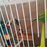 جفت مرغ عشق. اماده|پرنده|تربت جام, جامی|دیوار