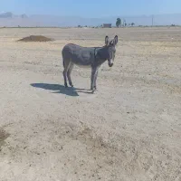 الاغ فروشی|حیوانات مزرعه|مرودشت, دولت آباد|دیوار