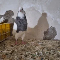 کبوتر|پرنده|جیرفت, |دیوار