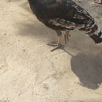 بوقلمون