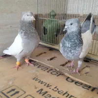 کفترسینه ای