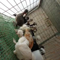 جوجه سلطان دوماهه کاکلی