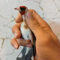 دوعدد سهره نر قلمی