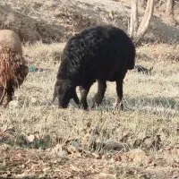 بره قوچ|حیوانات مزرعه|اراک, |دیوار