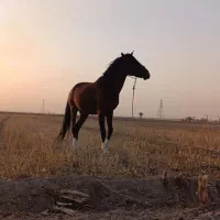 اسب نریان کرد
