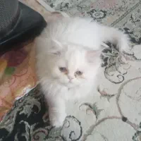 بچه گربه|گربه|ارومیه, |دیوار