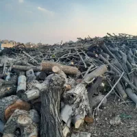 دپو دپو انواع چوب  باغی