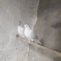 کبوتر|پرنده|گرگان, |دیوار