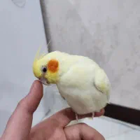 عروس هلندی ماده زعفرونی