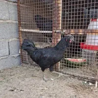 خروس پنچ ماهه گلین