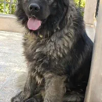 فروش سگ فروش توله سگ ضمانت کتبی|سگ|فردیس, قریشی|دیوار