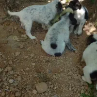 توله سگ پدر صرابی مادرمحلی نگهبان خونه خودم
