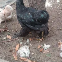 برهما بلک|حیوانات مزرعه|محمدبار, |دیوار