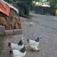 تخو برهما لایت