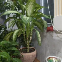 دیفن سه پایه زن هلندی