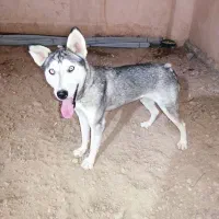 هاسکی باهوش نگهبانی|سگ|مراغه, |دیوار