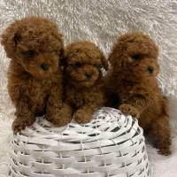 پودل نر و ماده