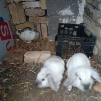 خرگوش|موش و خرگوش|مشهد, بهار|دیوار