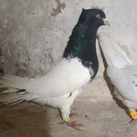 کله.سینه سیاه