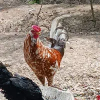 خروس گلین قرمز