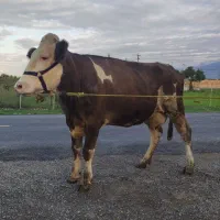 گاو سیمینتال شیری ابست|حیوانات مزرعه|بهشهر, |دیوار