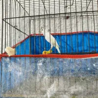 قناری ماده سفید