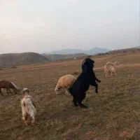 بز نر|حیوانات مزرعه|دره رود, |دیوار