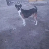 سگ سرابی نر|سگ|میاندوآب, |دیوار