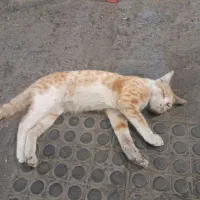 واگذاری گربه ماده کمتر یکسال
