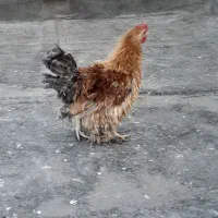 خروس فری جوان