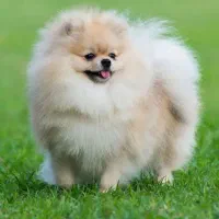 سگ پیدا شده،عکس تزئینی میباشد