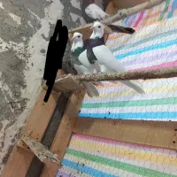 طوقی|پرنده|کنگاور, |دیوار