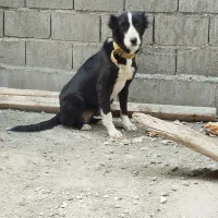 سگ قدر جونی