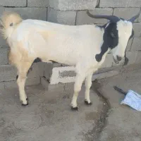 فروشی بز ماده حراج