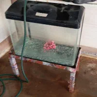 آکواریوم شرکتی کاملا سالم