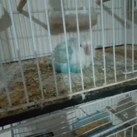 پرنده|پرنده|سنگان, |دیوار