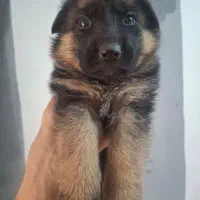 فروش توله ژرمن شولاین ماده|سگ|نیشابور, ده حلاج|دیوار