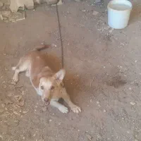 حیوانات سگ پاه کوتاه