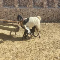 شیشک۲۵ و تیشتر۱۸|حیوانات مزرعه|ارم, |دیوار