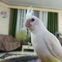 عروس هلندی لوتینو  و  البینو با قفس بزرگ|پرنده|شاهین‌شهر, فردوسی|دیوار