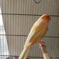 قناری رد فاکتر  اصل|پرنده|رشت, نیکمرام|دیوار