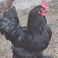 فروش یک خروس گلین و یک مرندی