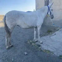قاطر درجه یک