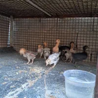 جوجه محلی|حیوانات مزرعه|دهدشت, |دیوار