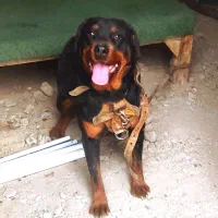 روتوایلر اصل ماده