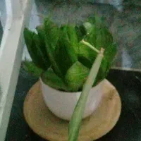 معاوضه گل و گلدان طبیعی|گل و گیاه طبیعی|کرمانشاه, |دیوار