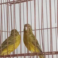 قناری سبز|پرنده|شیراز, شیشه‌گری|دیوار